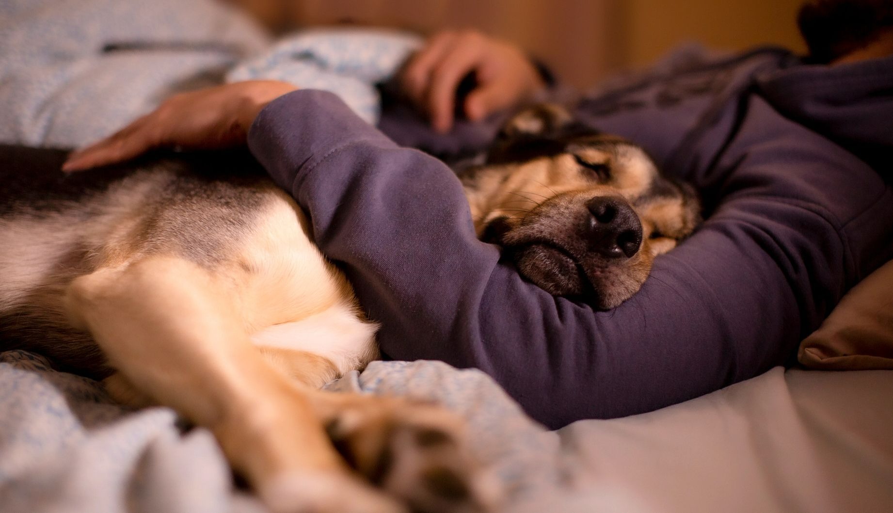AN. Should Dogs Be Sleeping in Your Bed? The Pros, Cons, and Expert Advice