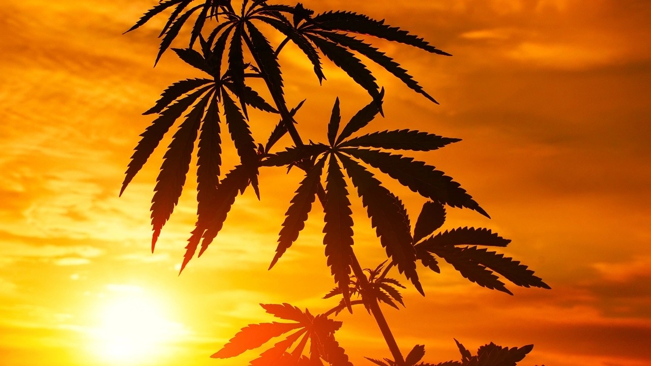 HT17. From Cans to Kegs: THC-Infused Drinks Are Changing What’s on Tap in U.S. Bars