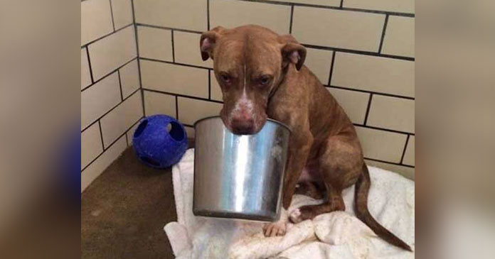 AN.. Lonely Shelter Dog Who Was Lost Without His Bucket Finally Finds A Family