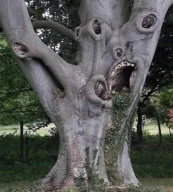 HT17.. 30 Weird images you could only find on the internet