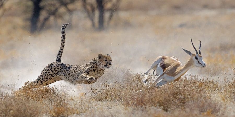 HT17. How Fast Can a Cheetah Run Compared to a Deer? A Complete Fact-Based Analysis