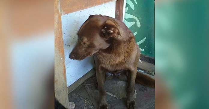 AN.. Sad Dog Alone at Shelter for Two Years Recognizes a Known Scent