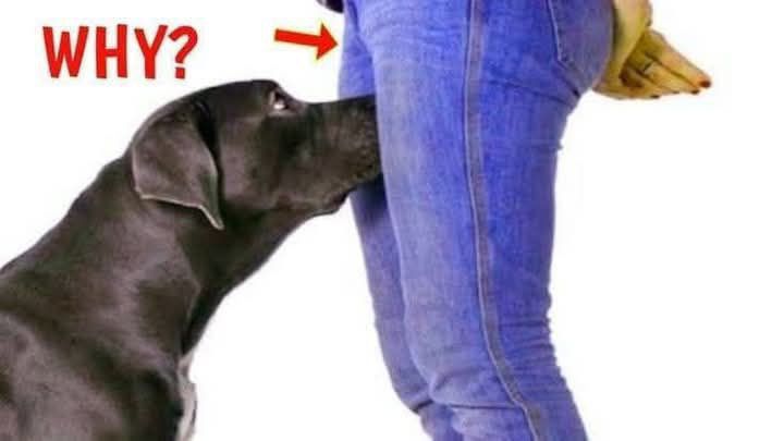 AN. If your dog is sniffing your genital area, here is what it means