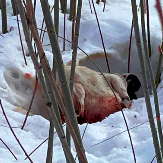 DG. Police find animal thrown from car during high speed chase – then uncovers the horrifying truth