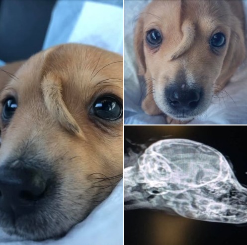 DG. Abandoned “unicorn” puppy with tail growing from his head rescued from freezing cold