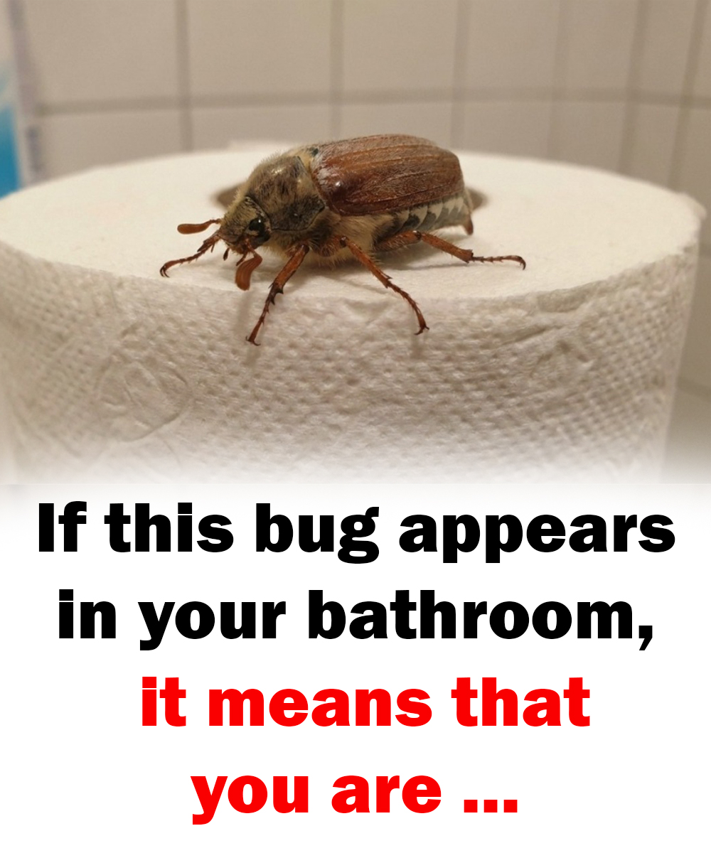 AN. Why Do Bugs Appear in the Bathroom More Than Anywhere Else