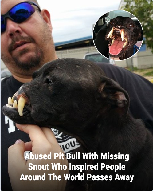 DG. Abused Pit Bull With Missing Snout Inspires People Around The World