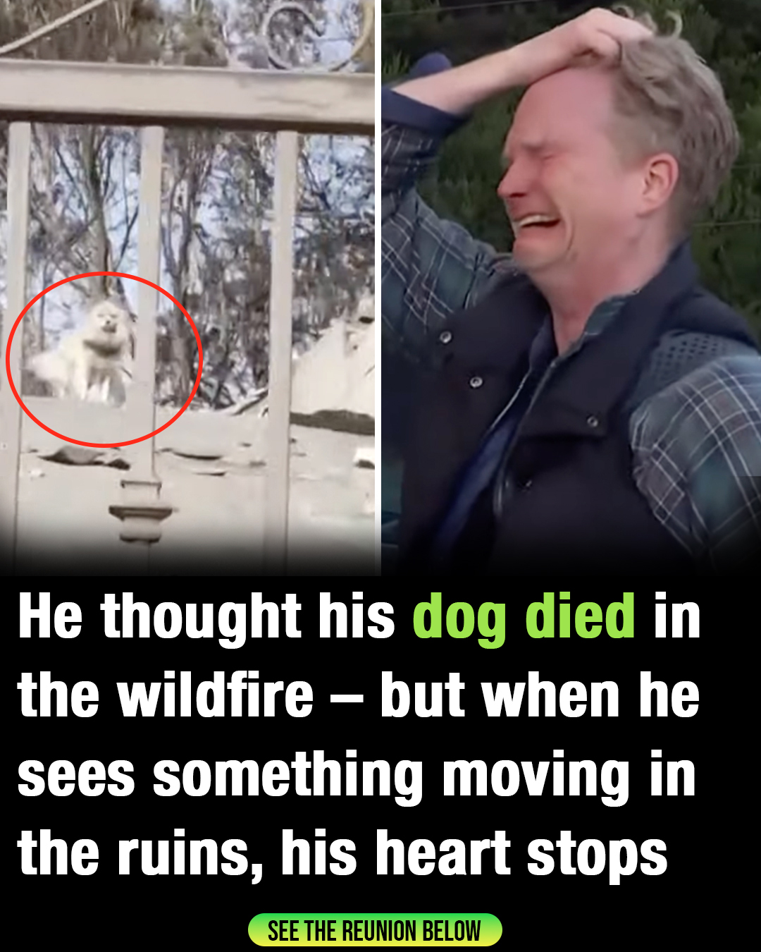DG. Man reunites with dog 5 days after wildfire devastation