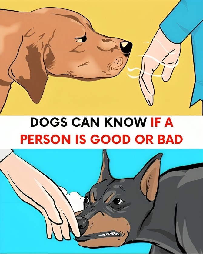 DG. How dogs can know if a person is good or bad