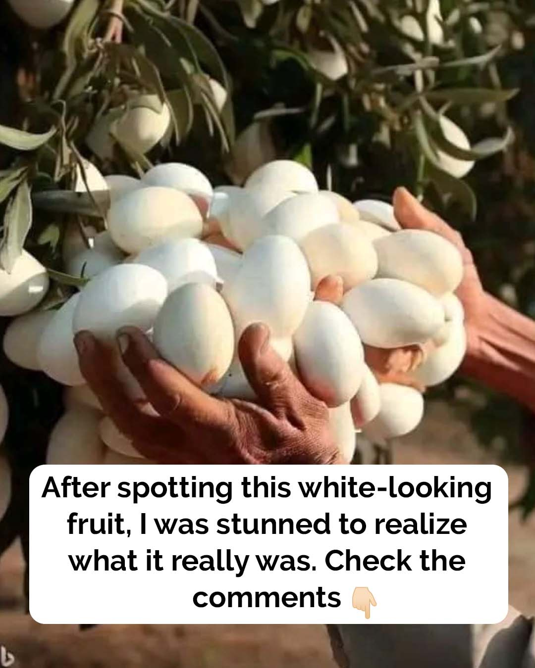 AN. A surprising history behind this unique vegetable