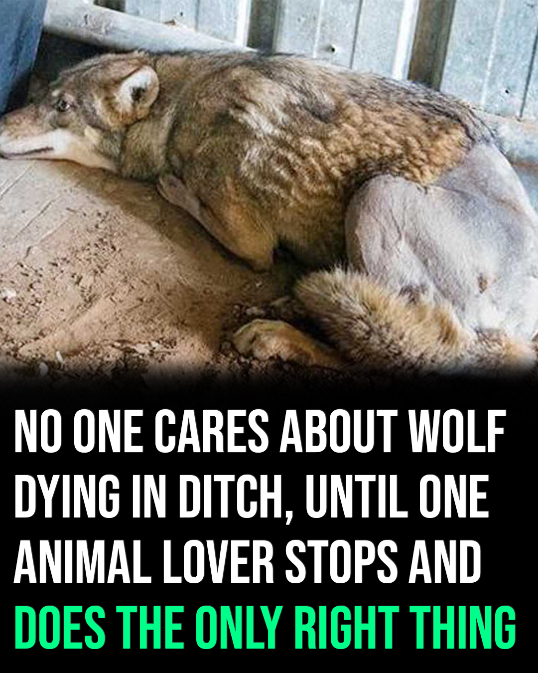 AN. No one cares about wolf dying in ditch, until one animal lover stops and does the only right thing