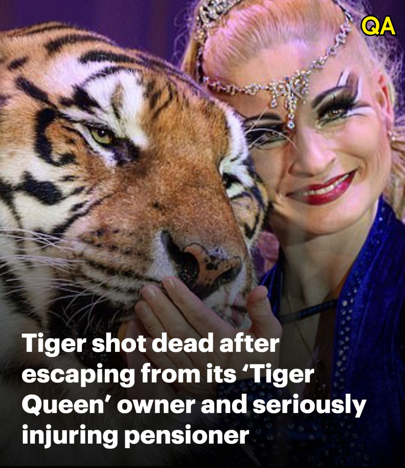 AN. Tiger shot dead in Germany after escaping owner dubbed ‘Tiger Queen’