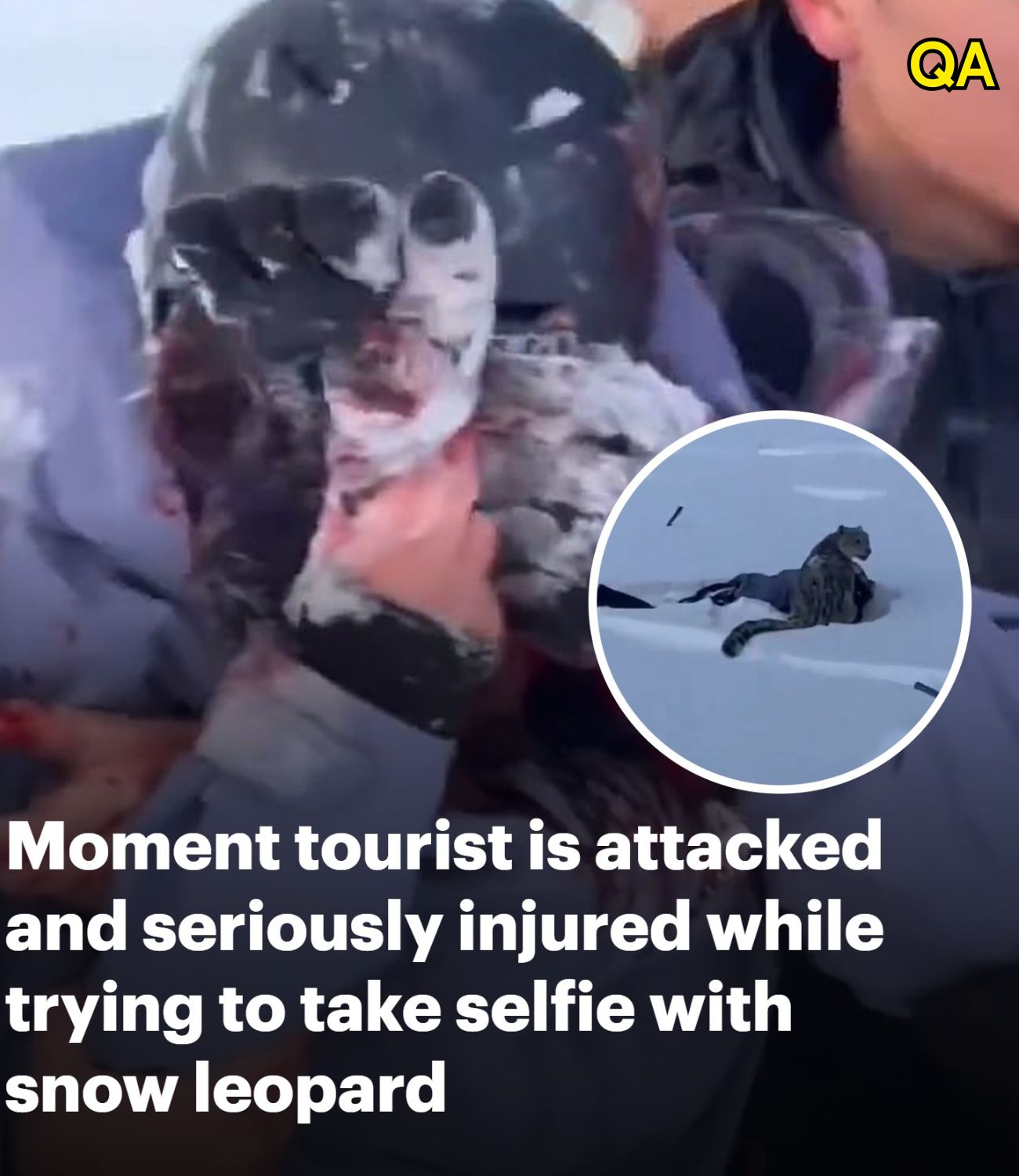 AN. Moment skier is attacked by snow leopard while trying to take a selfie